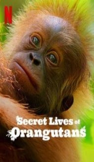 Secret Lives of Orangutans (2024) Hindi Dubbed poster